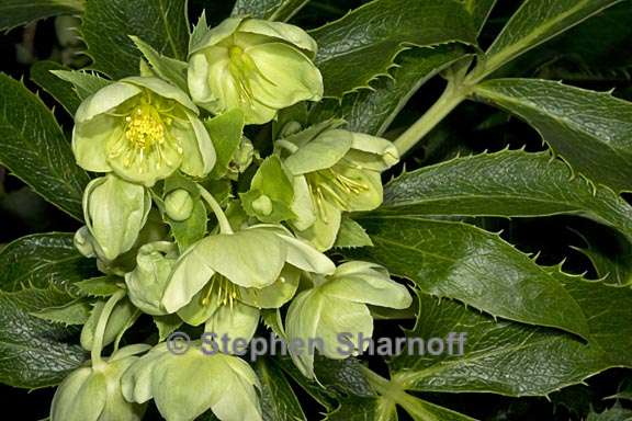 helleborus argutifolius 2 graphic